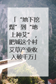 “地下挖煤”到“地上种艾”，肥城这个村艾草产业收入破千万
