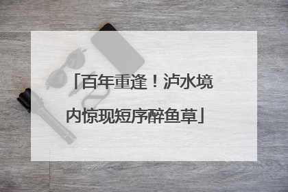 百年重逢！泸水境内惊现短序醉鱼草