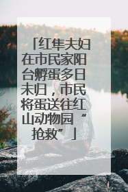 红隼夫妇在市民家阳台孵蛋多日未归，市民将蛋送往红山动物园“抢救”