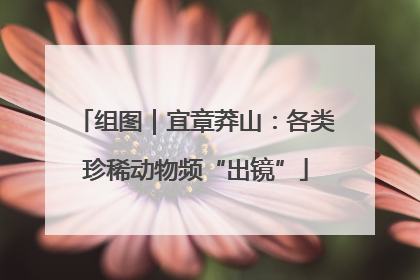 组图｜宜章莽山：各类珍稀动物频“出镜”