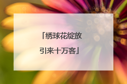 绣球花绽放 引来十万客