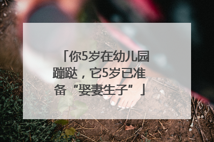 你5岁在幼儿园蹦跶，它5岁已准备“娶妻生子”