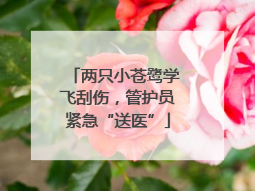 两只小苍鹭学飞刮伤，管护员紧急“送医”