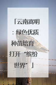 云南嵩明：绿色优质种苗培育 打开“缤纷世界”