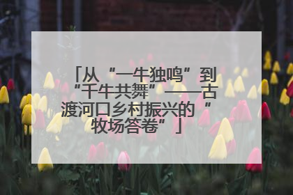 从“一牛独鸣”到“千牛共舞”——古渡河口乡村振兴的“牧场答卷”