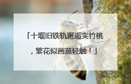 十堰旧铁轨邂逅夹竹桃，繁花似画莫轻触！