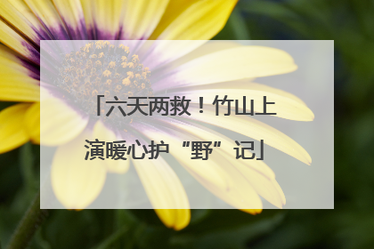 六天两救！竹山上演暖心护“野”记