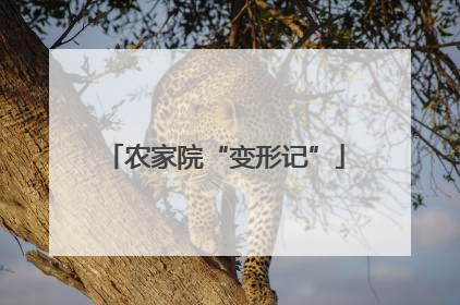 农家院“变形记”