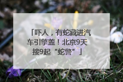 吓人，有蛇藏进汽车引擎盖！北京9天接9起“蛇警”