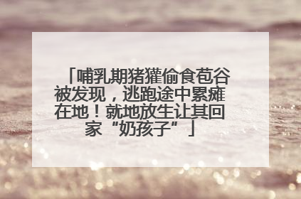 哺乳期猪獾偷食苞谷被发现，逃跑途中累瘫在地！就地放生让其回家“奶孩子”