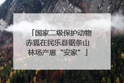 国家二级保护动物赤狐在民乐县锯条山林场产崽“安家”