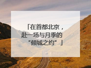 在首都北京，赴一场与月季的“倾城之约”