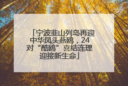 宁波韭山列岛再迎中华凤头燕鸥，24对“酷鸥”喜结连理迎接新生命