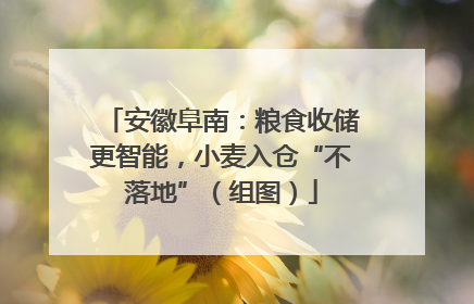 安徽阜南：粮食收储更智能，小麦入仓“不落地”（组图）