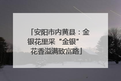 安阳市内黄县：金银花里采“金银” 花香溢满致富路