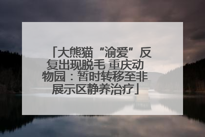 大熊猫“渝爱”反复出现脱毛 重庆动物园：暂时转移至非展示区静养治疗