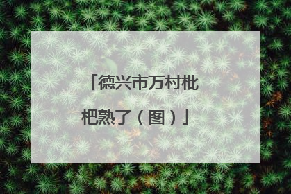 德兴市万村枇杷熟了（图）