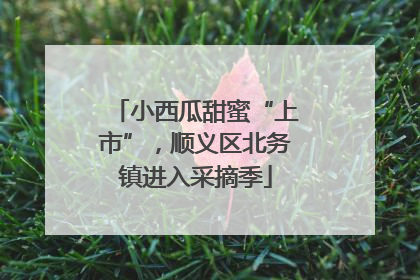 小西瓜甜蜜“上市”，顺义区北务镇进入采摘季