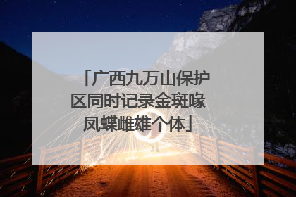 广西九万山保护区同时记录金斑喙凤蝶雌雄个体