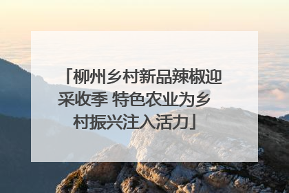 柳州乡村新品辣椒迎采收季 特色农业为乡村振兴注入活力