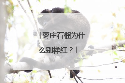枣庄石榴为什么别样红？