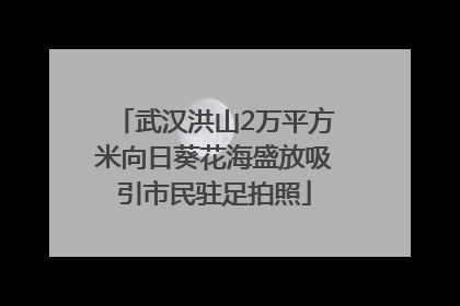 武汉洪山2万平方米向日葵花海盛放吸引市民驻足拍照