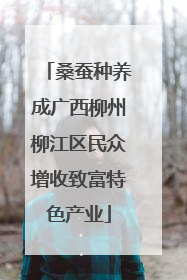 桑蚕种养成广西柳州柳江区民众增收致富特色产业