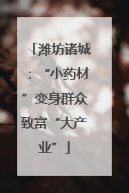 潍坊诸城：“小药材”变身群众致富“大产业”
