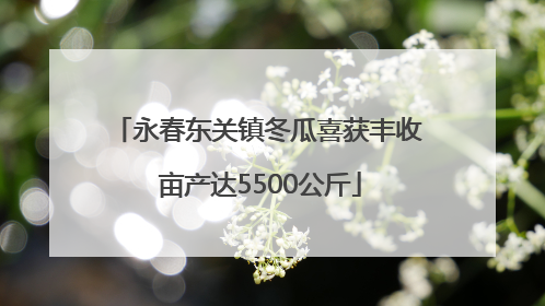 永春东关镇冬瓜喜获丰收 亩产达5500公斤