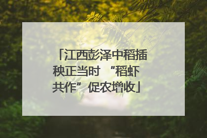 江西彭泽中稻插秧正当时 “稻虾共作”促农增收