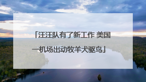 汪汪队有了新工作 美国一机场出动牧羊犬驱鸟