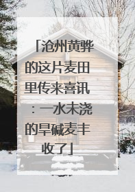 沧州黄骅的这片麦田里传来喜讯：一水未浇的旱碱麦丰收了