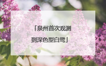 泉州首次观测到深色型白鹭