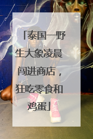 泰国一野生大象凌晨闯进商店，狂吃零食和鸡蛋