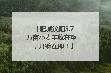肥城汶阳5.7万亩小麦丰收在望，开镰在即！