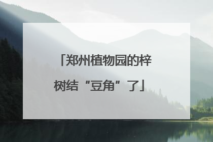 郑州植物园的梓树结“豆角”了