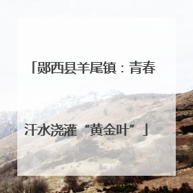 郧西县羊尾镇：青春汗水浇灌“黄金叶”