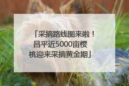 采摘路线图来啦！昌平近5000亩樱桃迎来采摘黄金期
