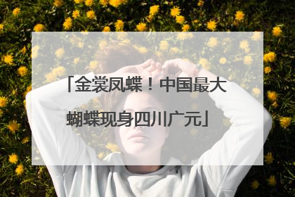 金裳凤蝶！中国最大蝴蝶现身四川广元