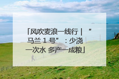 风吹麦浪一线行｜“马兰 1 号”：少浇一次水 多产一成粮