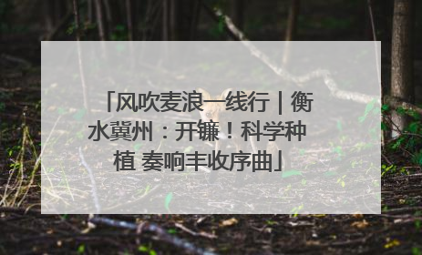 风吹麦浪一线行｜衡水冀州：开镰！科学种植 奏响丰收序曲
