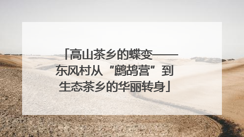高山茶乡的蝶变——东风村从“鹧鸪营”到生态茶乡的华丽转身