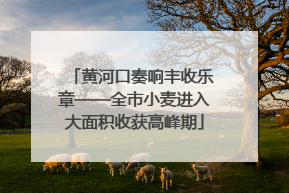 黄河口奏响丰收乐章——全市小麦进入大面积收获高峰期