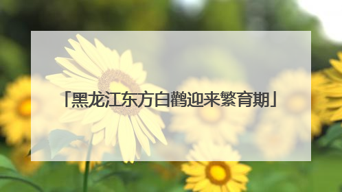 黑龙江东方白鹳迎来繁育期