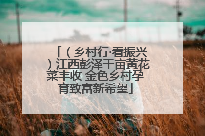 （乡村行·看振兴）江西彭泽千亩黄花菜丰收 金色乡村孕育致富新希望