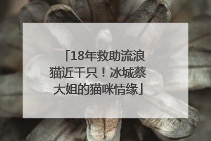 18年救助流浪猫近千只！冰城蔡大姐的猫咪情缘